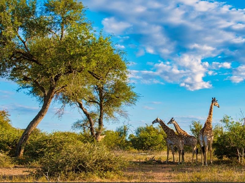 Muhteşem Güney Afrika